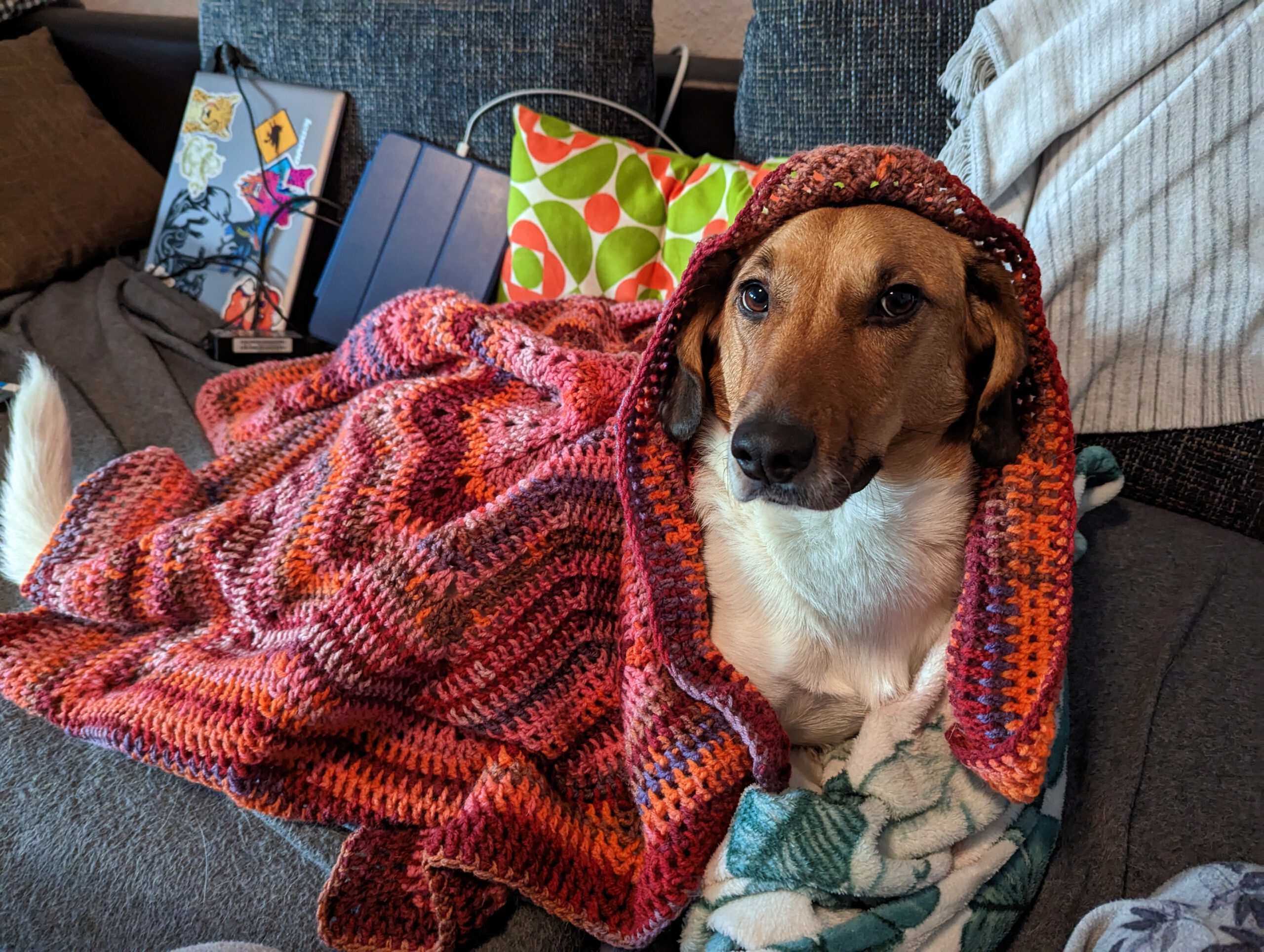 my dog Lucas covered in the blanket I crocheted, looking at the viewer
